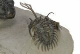 Walliserops Trilobite With Hollardops - Foum Zguid, Morocco #249030-8